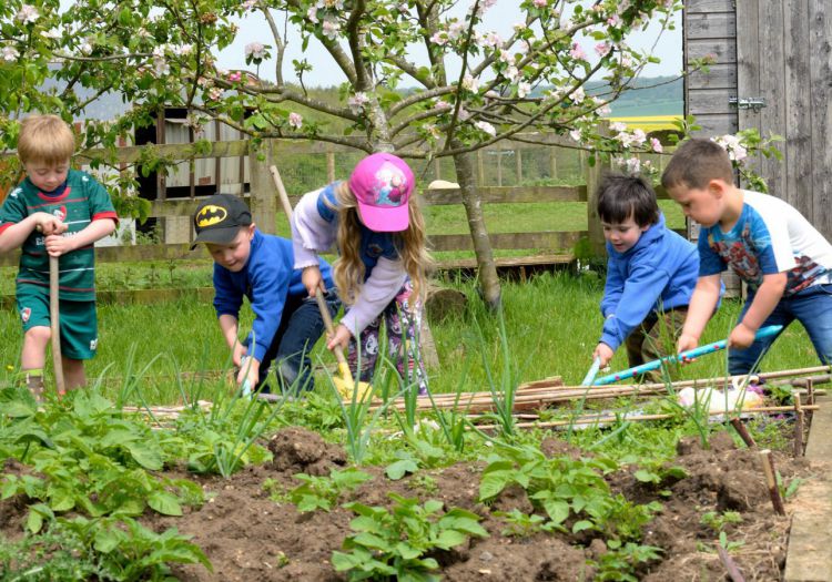 pre-school children working in vegetable patch