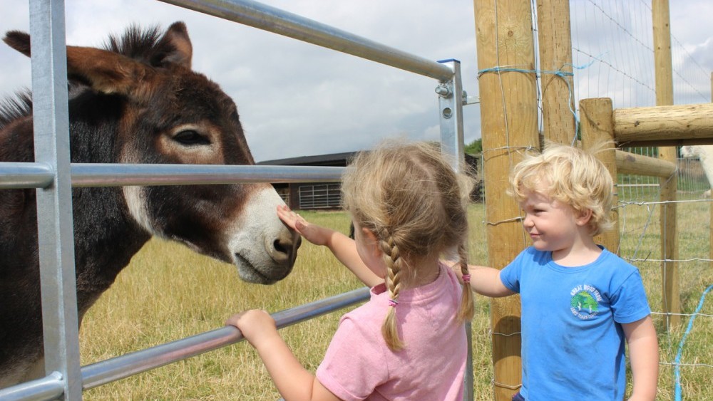 donkeys