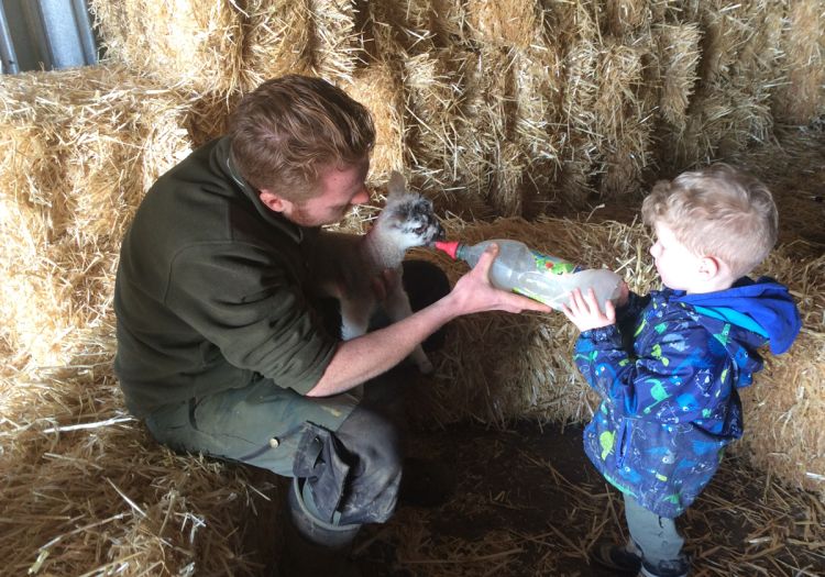 bottle feeding cade lamb