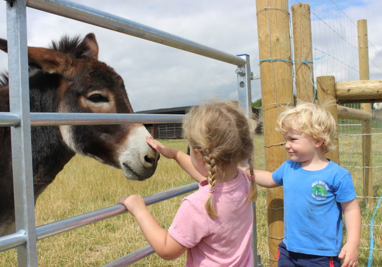 donkeys