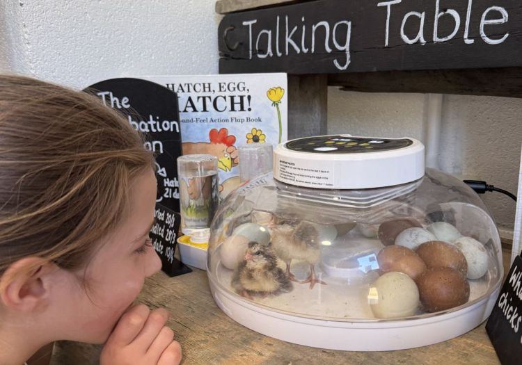 egg hatching