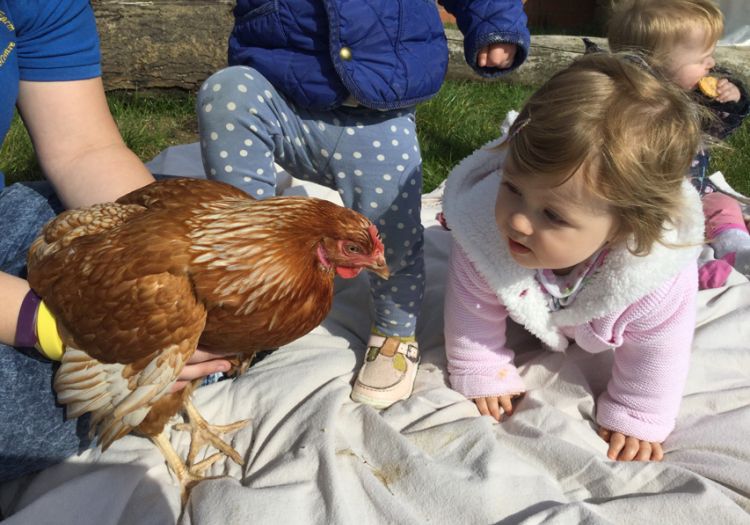 chickens