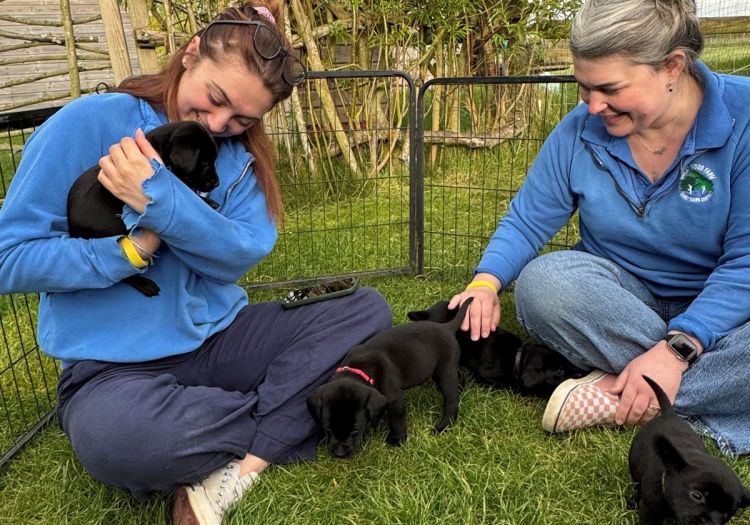 staff wellbeing puppy cuddles