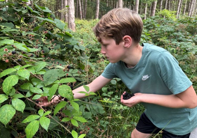 Rangers picking blackberries