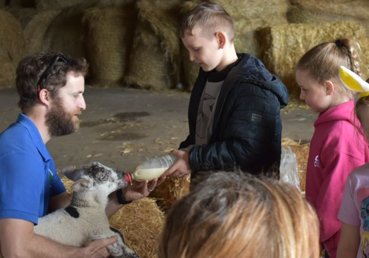 bottle feeding lamb
