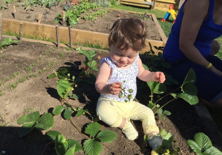 baby picking strawberries