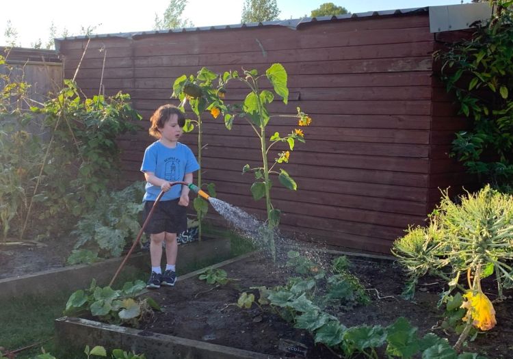 watering veg patch