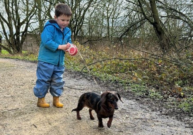 boy walking dog Dachshund