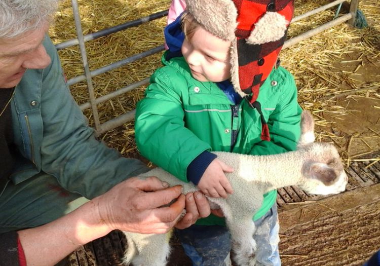petting lamb