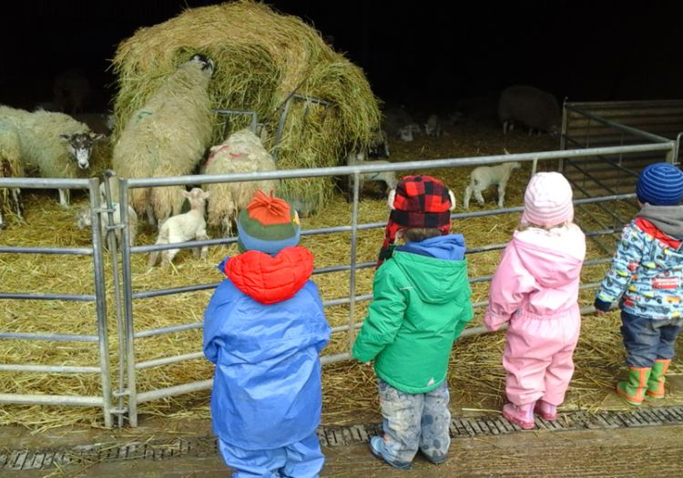visiting lambs